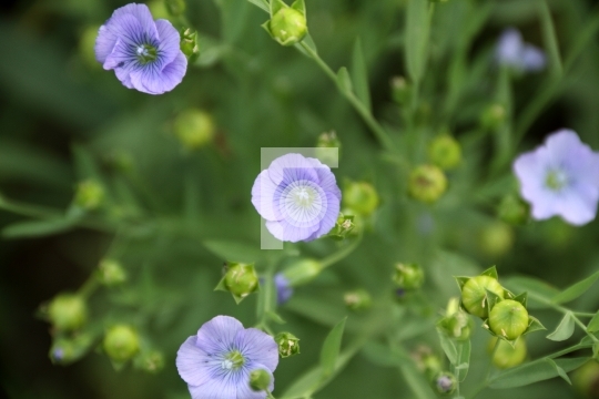 Flax Seed / Flaxseed / Linseed / Alsi Flower Closeup