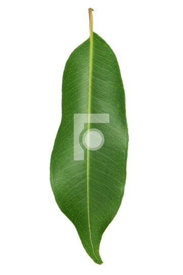 Fresh Green Leaf isolated on white background