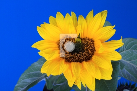Fresh Sunflower with blue sky background