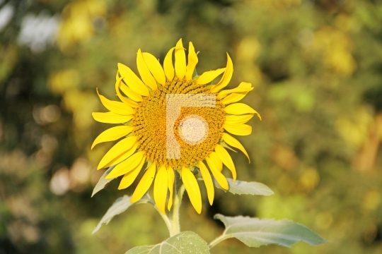 Fresh Sunflower with Blurred Background