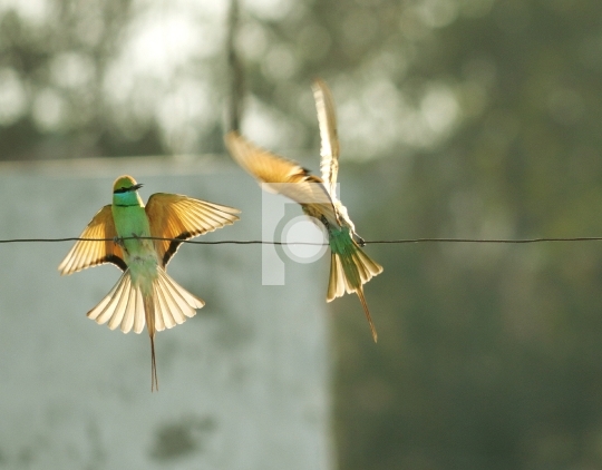 Green Bee Eater Bird in New Delhi, India