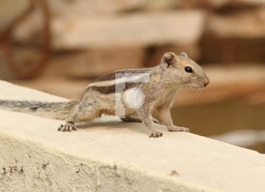 High Resolution Indian Squirrel on a Wall Free Stock Photo
