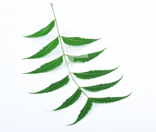 Indian Herbal / Medicinal Leaf on White Background
