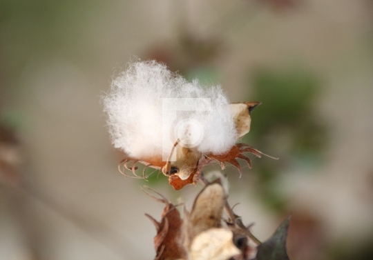 Natural Organic Cotton Flower Closeup