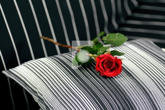 red rose on a black sofa
