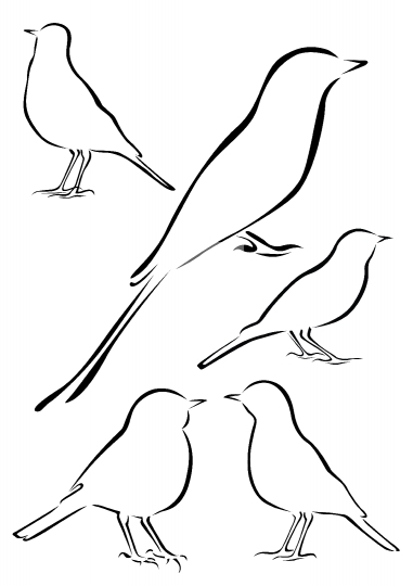Birds Vector Illustrations in Brush Strokes
