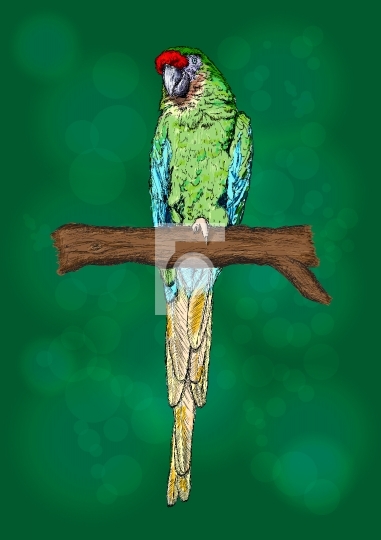 Macaw Parrot Bird Handmade Art Vector Illustration